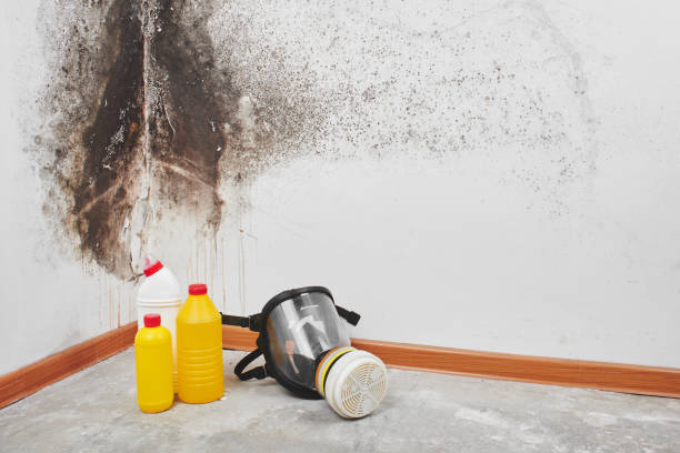 Best Affordable Mold Removal  in Dland, MI