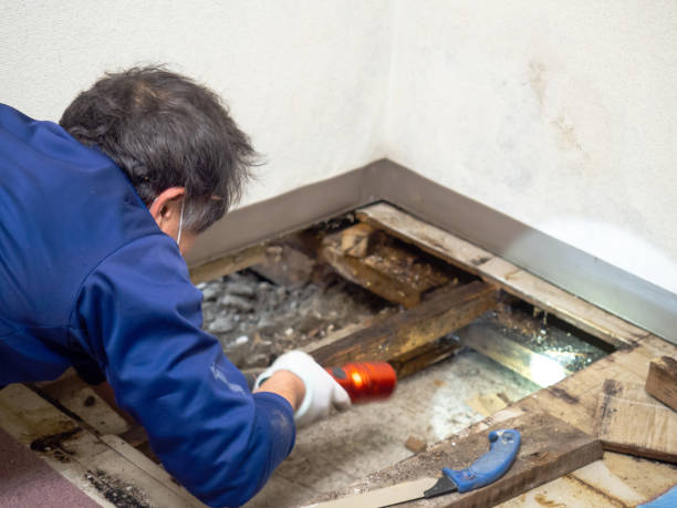Best Best Mold Removal Companies  in Dland, MI