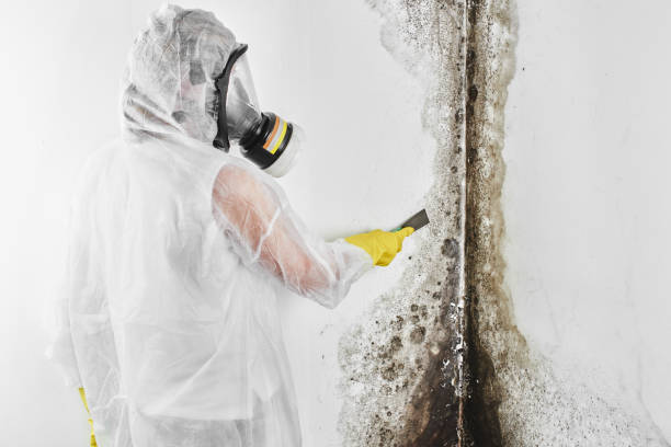 Best Residential Mold Removal  in Dland, MI