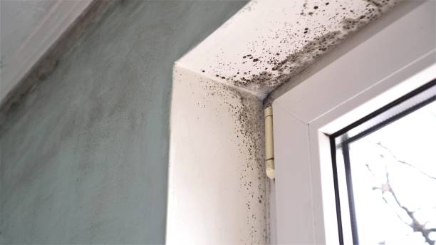 Best Local Mold Removal Service  in Dland, MI