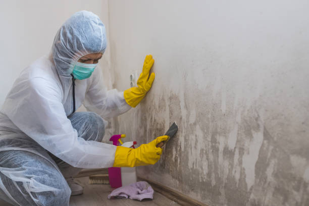 Best Office Mold Removal Services  in Dland, MI