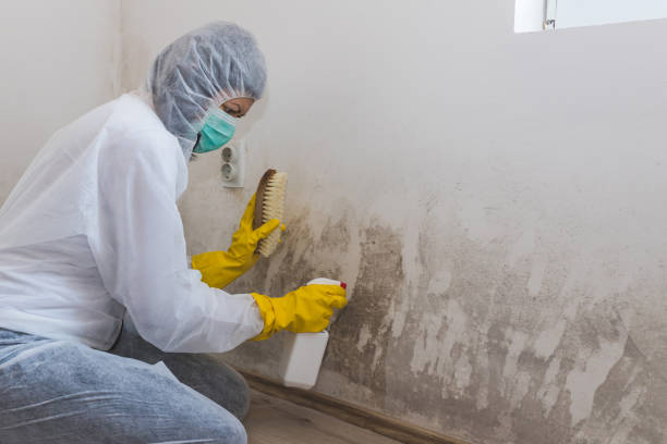 Best Attic Mold Removal  in Dland, MI