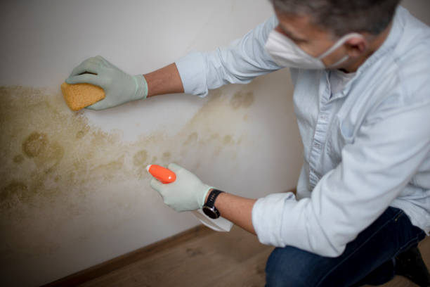 Best Mold Testing  in Dland, MI