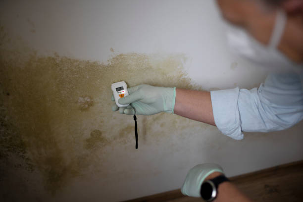 Certified Mold Removal in Midland, MI