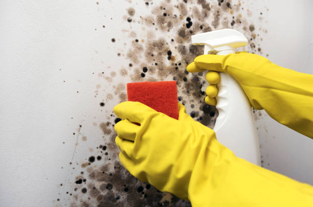 Best Emergency Mold Removal  in Dland, MI