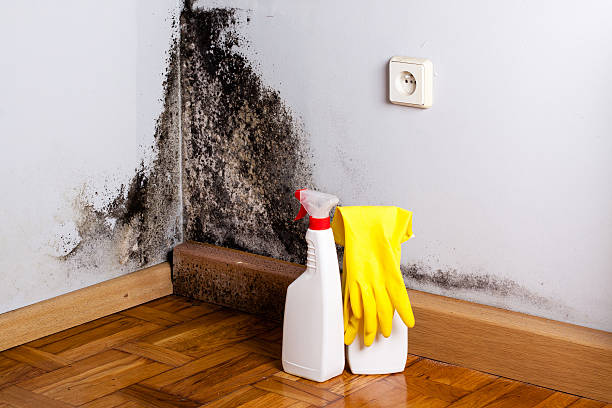 Home Mold Removal in Midland, MI