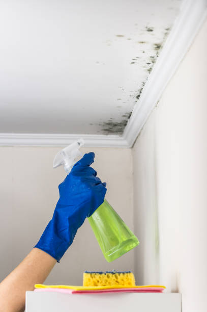 Certified Mold Removal in Midland, MI